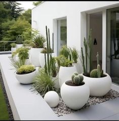 several large white pots with plants in them