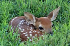 a baby deer is laying in the grass