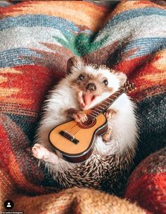 a hedgehog holding a guitar on top of a blanket