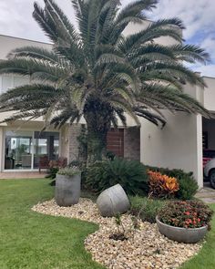 a large palm tree sitting in the middle of a garden