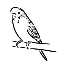 a black and white drawing of a parakeet sitting on a branch with its beak open