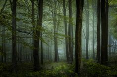 a forest filled with lots of tall trees and green leaves on the ground in front of it