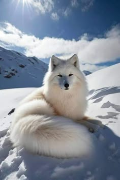 a white fox sitting in the snow with its eyes closed and it's tail curled up