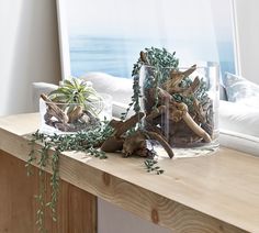 two glass vases filled with plants on top of a wooden table