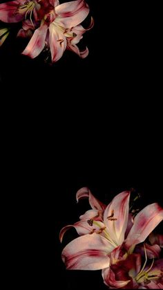 pink lilies are on a black background with space for the wording in the bottom right corner