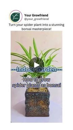 an image of a spider plant in a pot with the words indoor garden how to grow spider plants bonsai