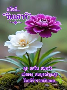 two purple and white flowers sitting on top of a moss covered ground with words in thai