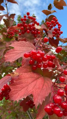 some red berries are growing on the tree