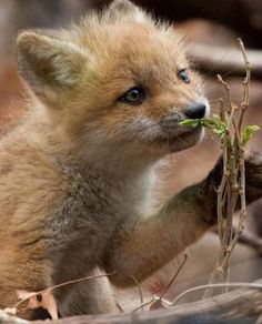 a baby fox is eating grass in its mouth and looking at the camera while standing on it's hind legs