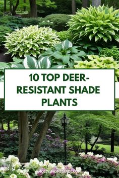 the top 10 best shade plants to grow in front of trees and bushes with text overlay