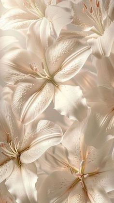 some white flowers are in the middle of an image with sunlight coming through them and on top of each other