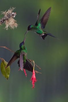 two hummingbirds flying next to each other in the air with their beaks open