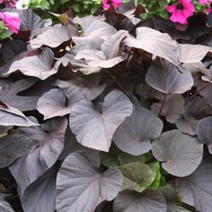 purple and green plants with pink flowers in the background