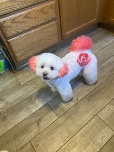 a small white dog standing on top of a wooden floor next to a kitchen counter