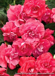 pink flowers are blooming in the garden