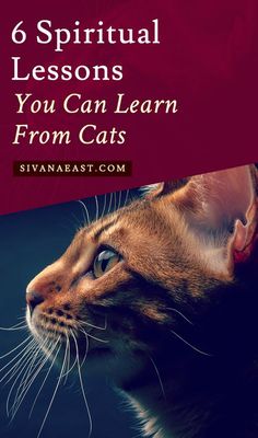 a cat looking up at the sky with text overlay that reads 6 spiritual lessons you can learn from cats