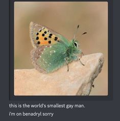 a small green and yellow butterfly sitting on top of a piece of stone with the caption, this is the world's smallest gay man