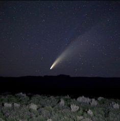 a comet is seen in the night sky above some bushes and trees, with stars overhead