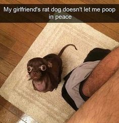 a small brown dog sitting on top of a white rug next to a persons leg