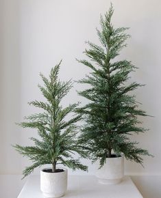 two potted evergreen trees sitting on top of a white table next to each other