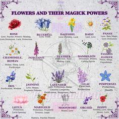 Flower Spells, Flower Magic, Dahlia Witch, Flower Correspondences Witchcraft, Flowers In Witchcraft, Witchcraft Meaning, Energy Stones Crystal Healing, Hydrangea Magical Properties