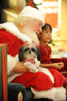 Santa and a shih Tzu! Black Lab Puppies, Labrador Retriever Puppies, Lab Puppies, Shih Tzu Puppy, Shih Tzu Dog, Shih Tzus, Santa Clause, Sweet Dogs, Christmas Animals