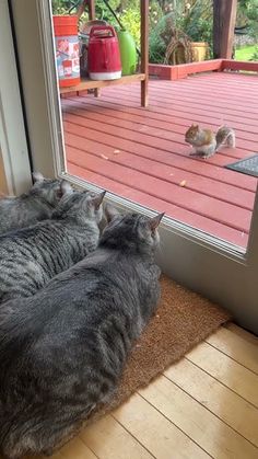 two cats are laying on the floor looking at a squirrel through a glass door window