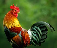 a colorful rooster standing on top of a grass covered field with trees in the background