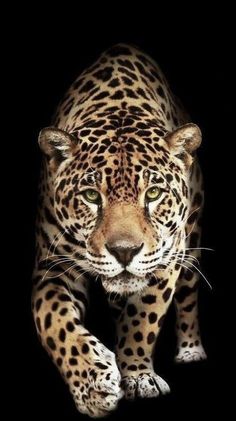 a close up of a leopard on a black background