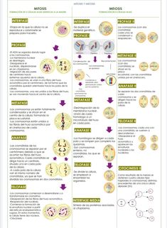 the structure and functions of an animal's nervous system, with diagrams on each side