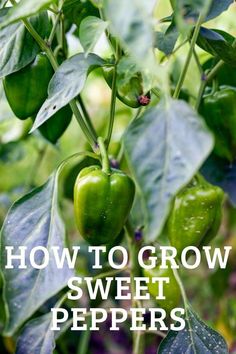 green peppers growing on a plant with the words how to grow sweet peppers