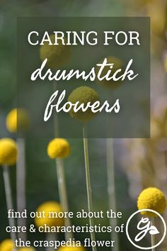 yellow flowers with the words caring for dunstick flowers find out more about the care and characteristics of the craspedia flower