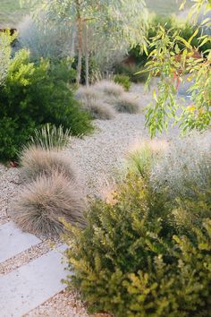 an outdoor garden with lots of plants and rocks