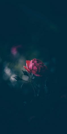 a single red flower is in the dark