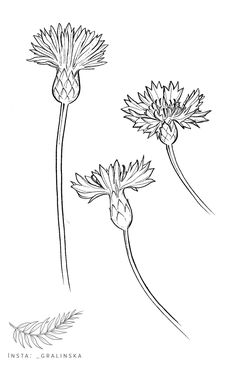 three flowers are shown in this black and white drawing, with one flower on the left side