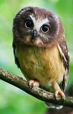 an owl is sitting on a tree branch with yellow eyes and brown feathers, looking at the camera