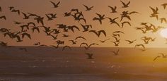 a flock of birds flying over the ocean at sunset