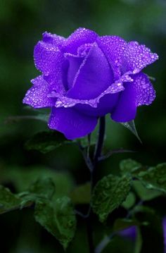 a purple rose with water droplets on it