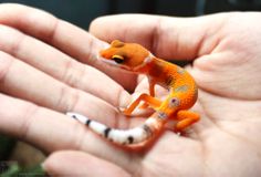 a small orange and white gecko sitting on top of someone's palm in their hand