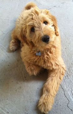 a brown dog laying on top of a floor next to a white wall and an instagram post