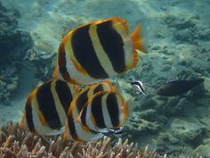 three black and white striped fish swimming in the water near some corals on the ocean floor