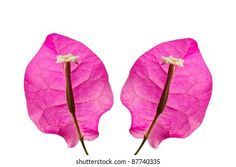 two large pink flowers with brown stems in front of a white background that says,