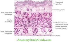 Urinary Bladder Trigone Anatomy - Anatomy Study Guide Pelvic Diaphragm, Loose Connective Tissue, Levator Ani, Urinary Bladder, Sigmoid Colon, Parotid Gland, Lymph Vessels, Short Note, Fallopian Tubes