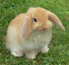 a small rabbit is sitting in the grass