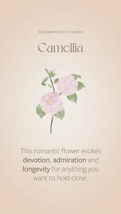 a pink flower with green leaves on it and the words camellia written in english