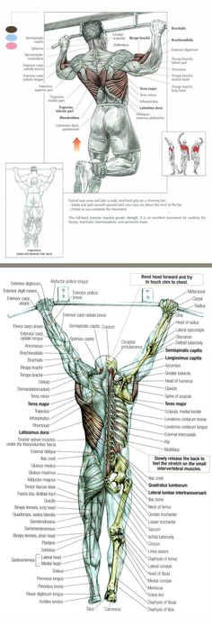 the muscles and their functions are shown in this diagram, which shows how they work