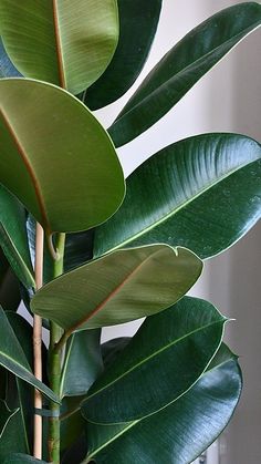 a plant with green leaves in a glass vase