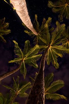 looking up at the tops of two palm trees in front of a night sky with stars