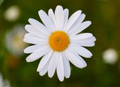 a white and yellow flower with green background