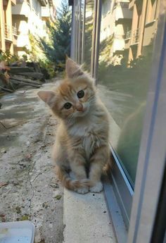 an orange kitten sitting on the edge of a window sill looking at something outside